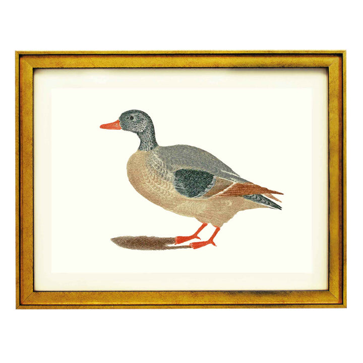 Duck by Johan teyler ART PRINT