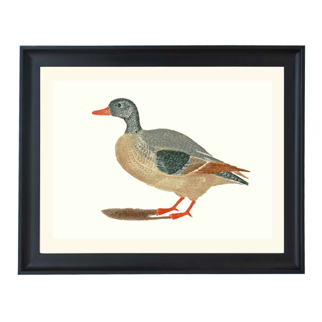 Duck by Johan teyler ART PRINT