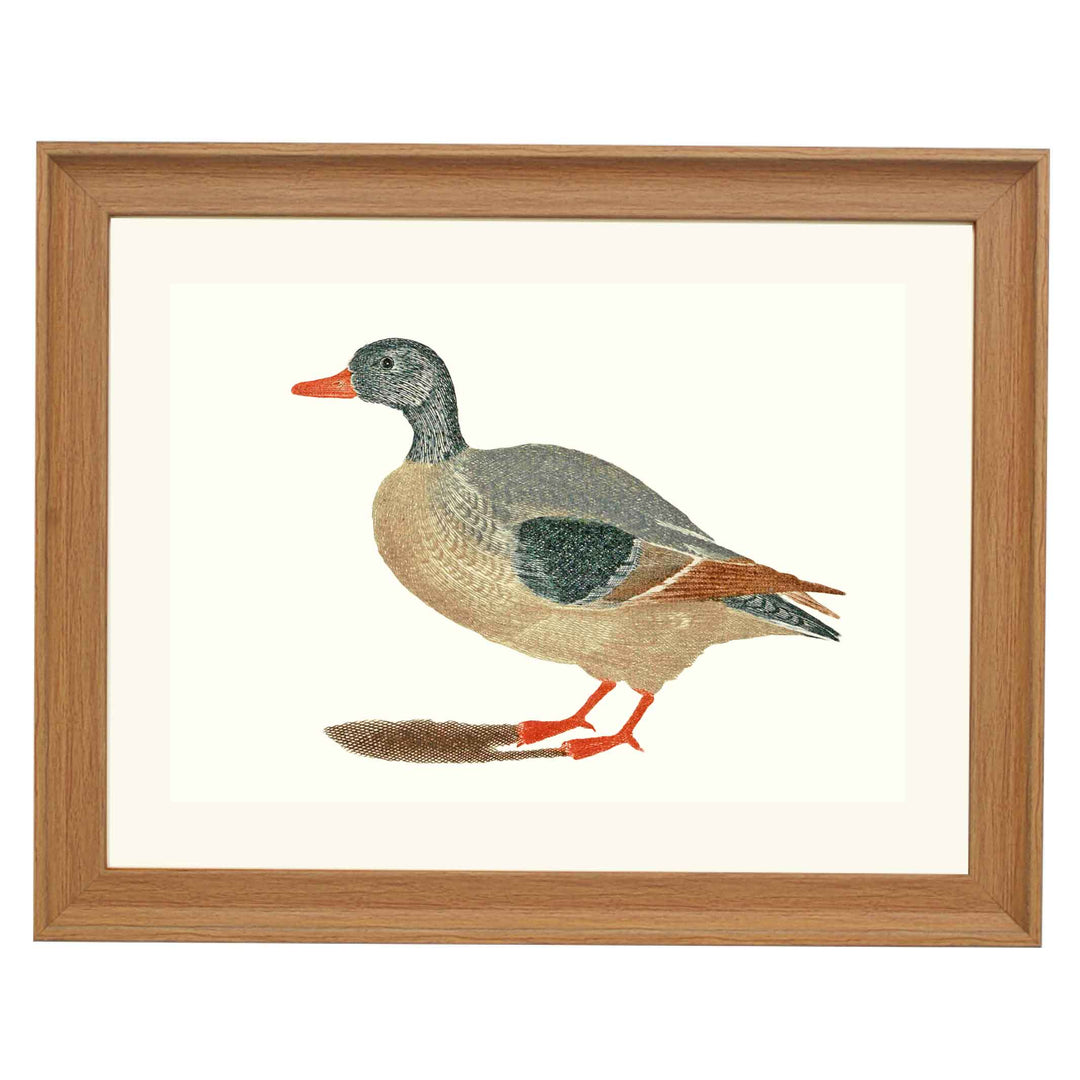 Duck by Johan teyler ART PRINT