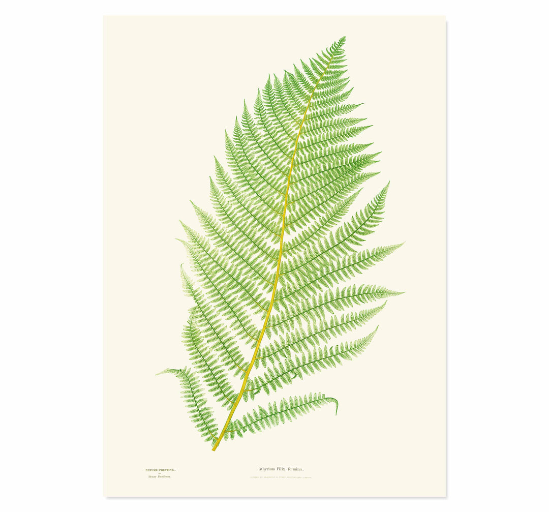 Athyrium Filix-foemina Art print