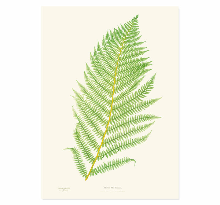 Athyrium Filix-foemina Art print