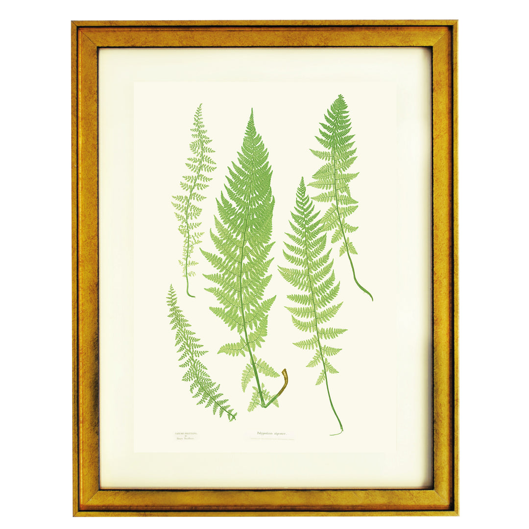 Polypodium alpestre Art print