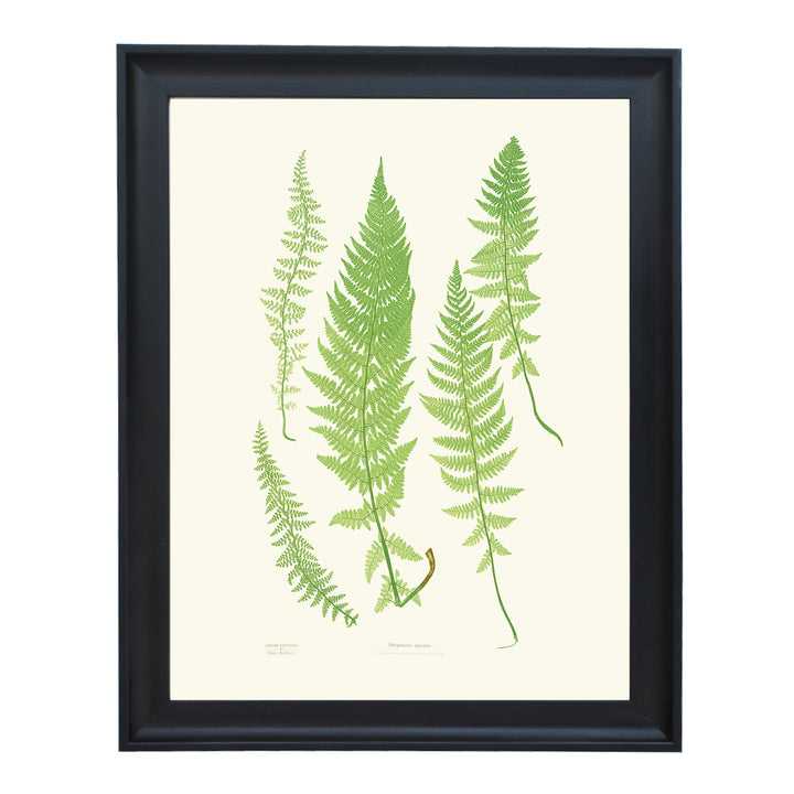 Polypodium alpestre Art print