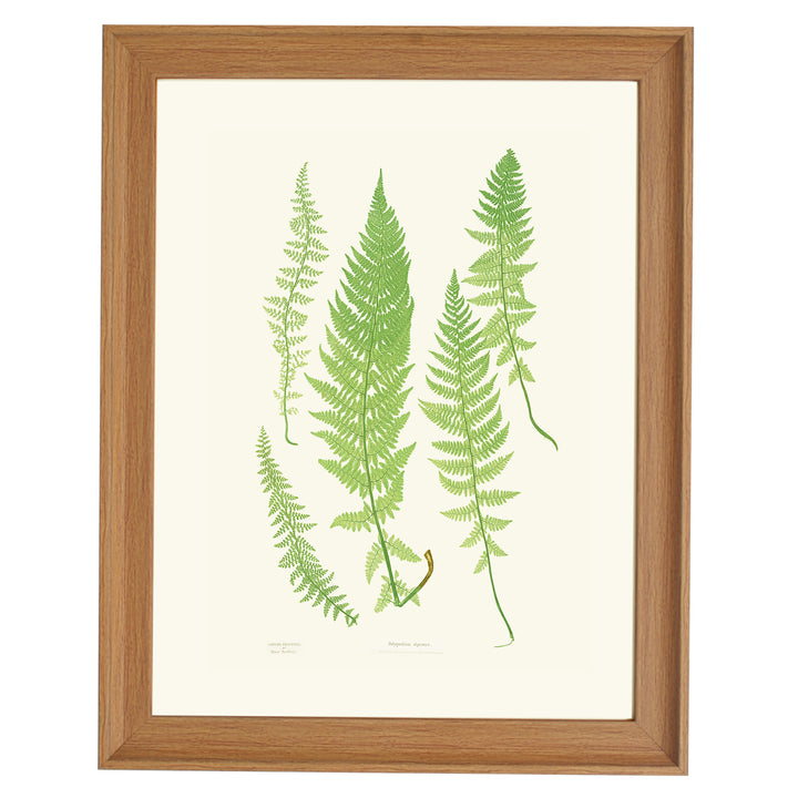 Polypodium alpestre Art print