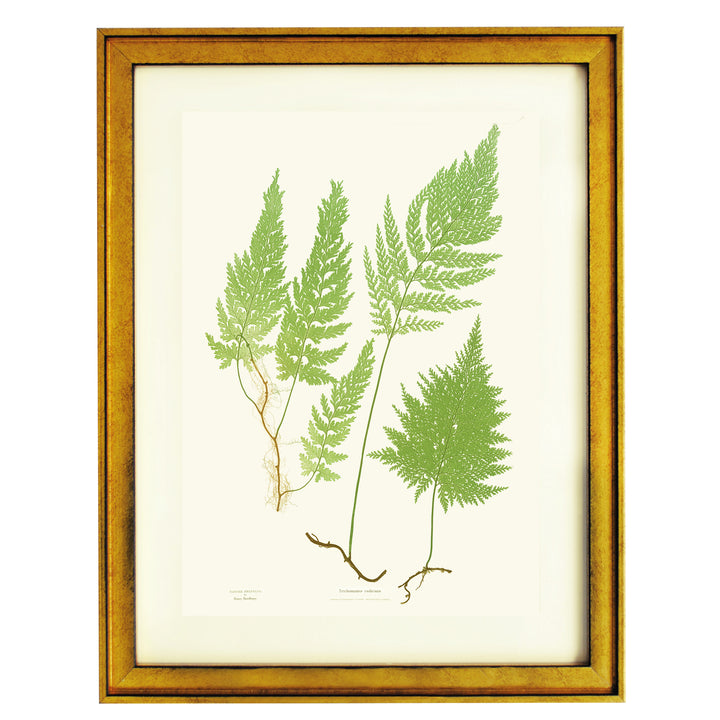 Trichomanes radicans Art print