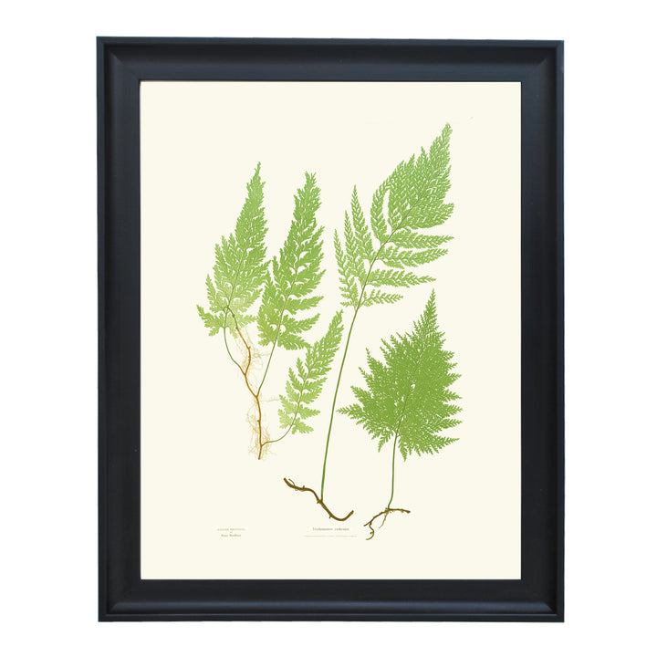 Trichomanes radicans Art print