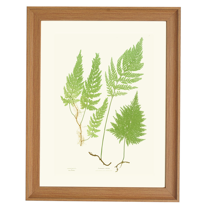 Trichomanes radicans Art print