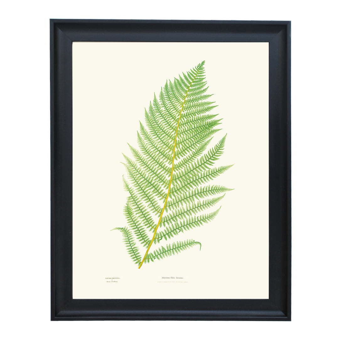 Athyrium Filix-foemina Art print