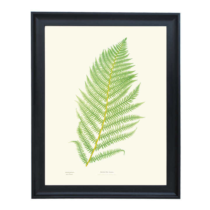 Athyrium Filix-foemina Art print