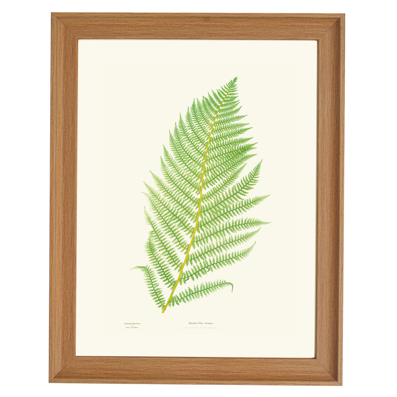 Athyrium Filix-foemina Art print