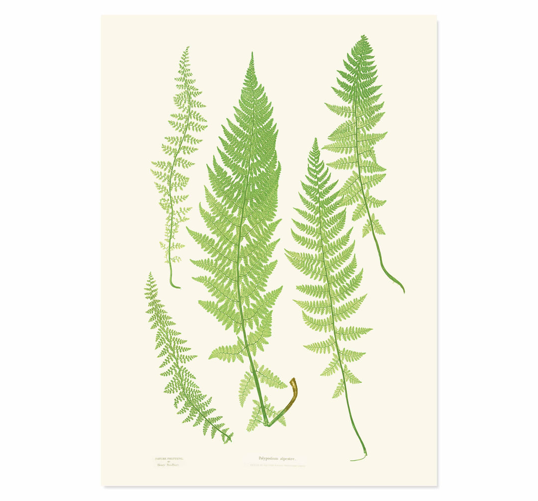 Polypodium alpestre Art print