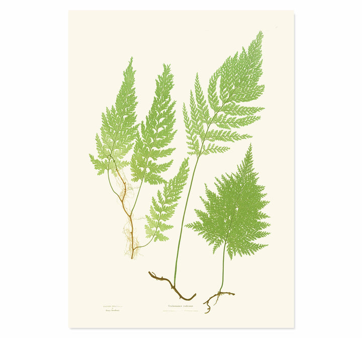 Trichomanes radicans Art print