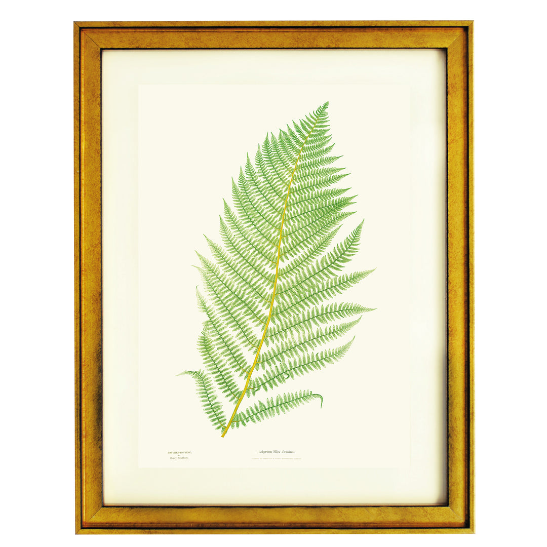 Athyrium Filix-foemina Art print