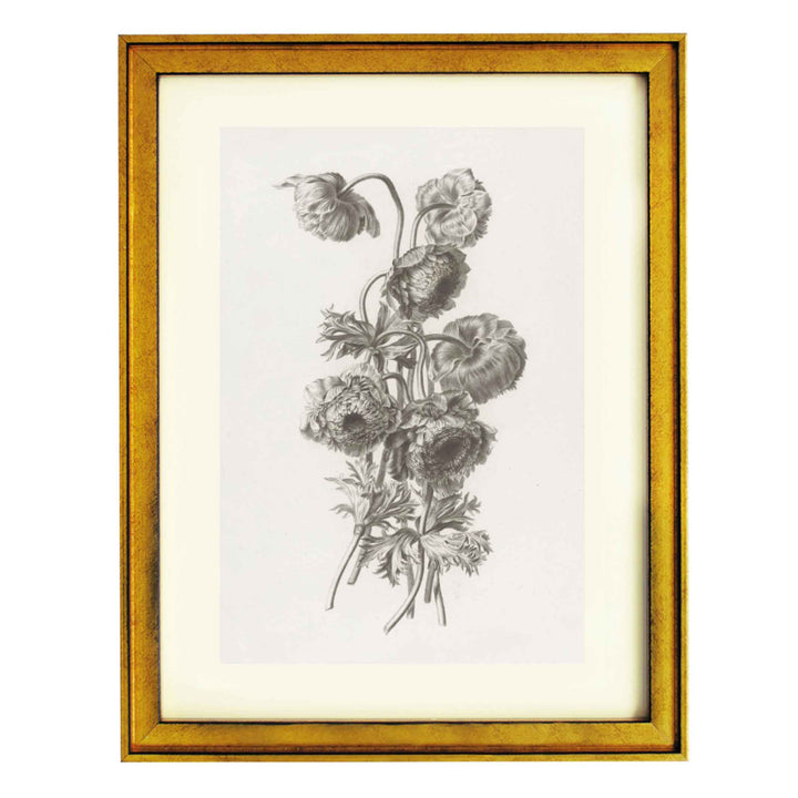 Bulbous anemone by Pierre François Legrand ART PRINT