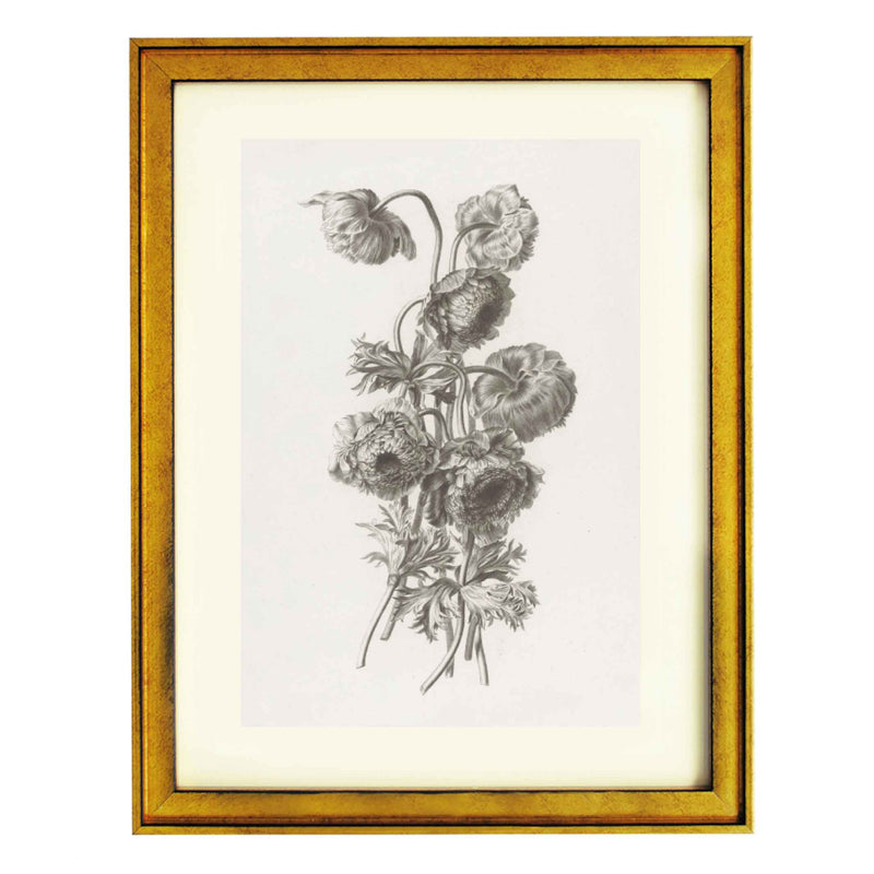 Bulbous anemone by Pierre François Legrand ART PRINT