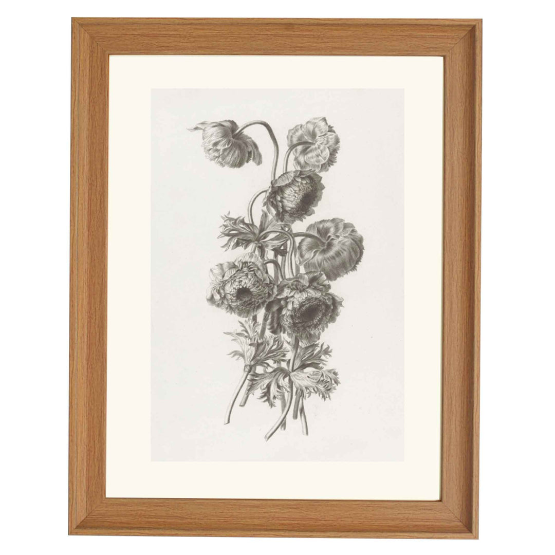 Bulbous anemone by Pierre François Legrand ART PRINT