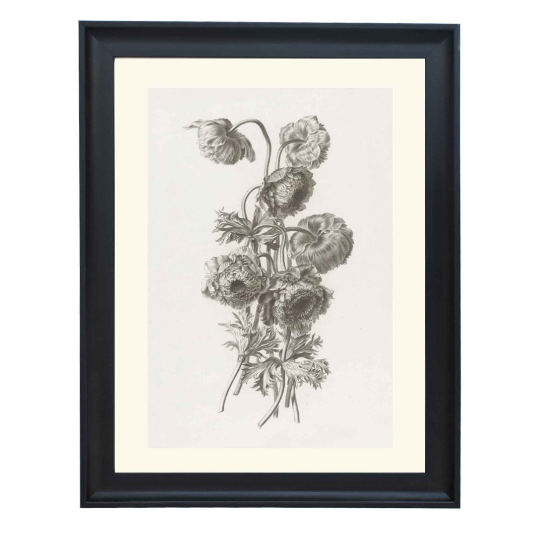 Bulbous anemone by Pierre François Legrand ART PRINT