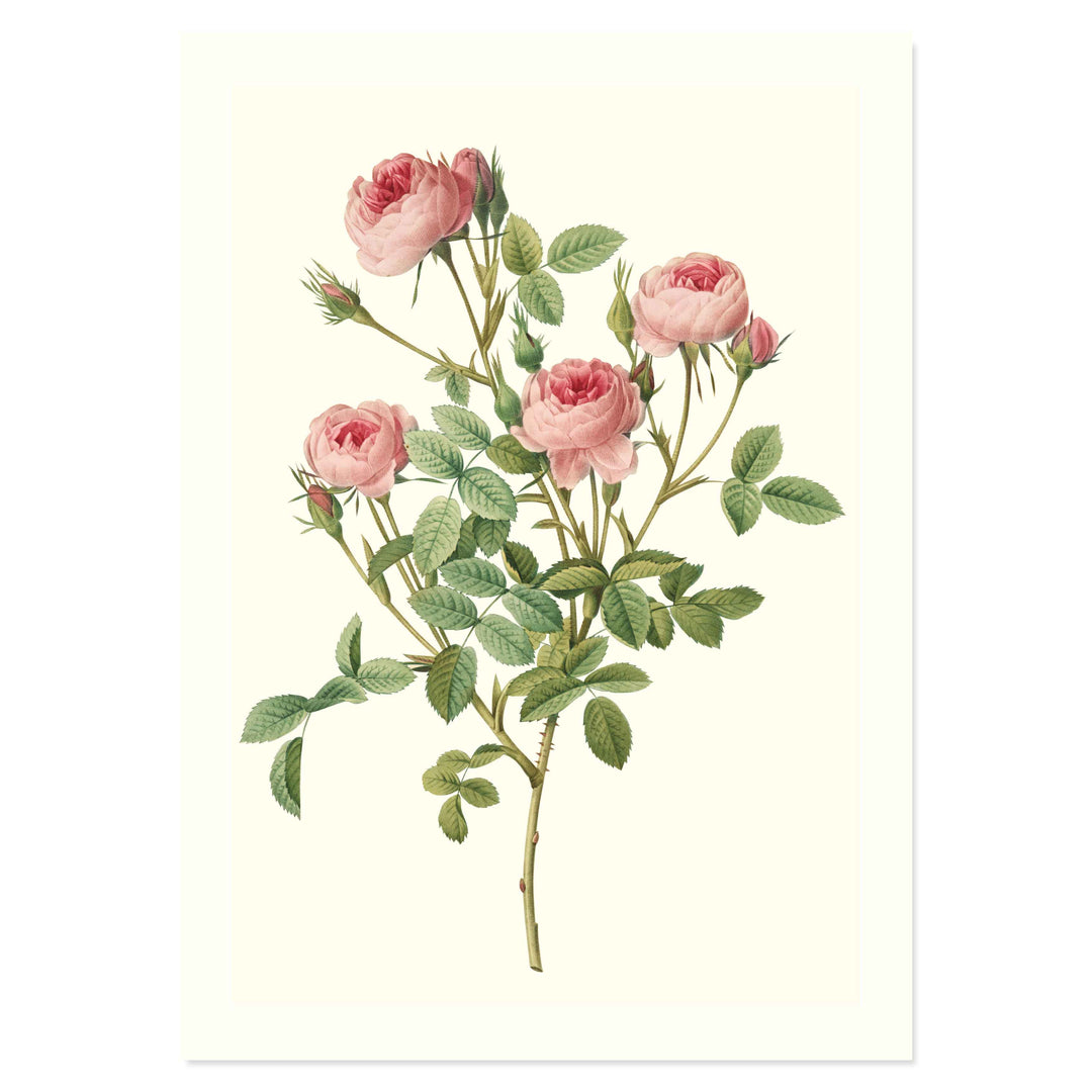 Rosa Pomponia Rosier Pompon De Meaux ART PRINT