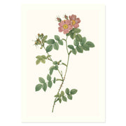 Rosa Rubiginosa Triflora Variete du Rosier rubigineux - Redoute ART PRINT