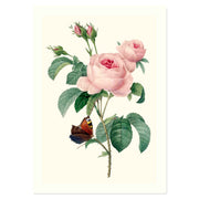 Rosa centifolia - Cabbage Rose ART PRINT