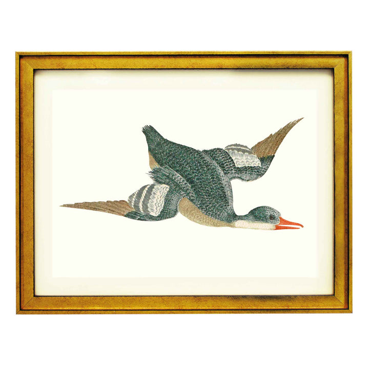 Flying Duck by Johan teyler ART PRINT