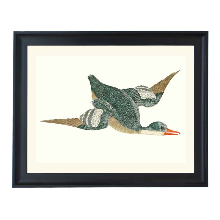 Flying Duck by Johan teyler ART PRINT