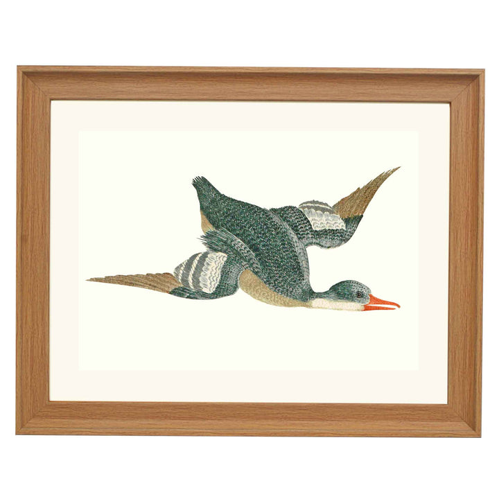 Flying Duck by Johan teyler ART PRINT