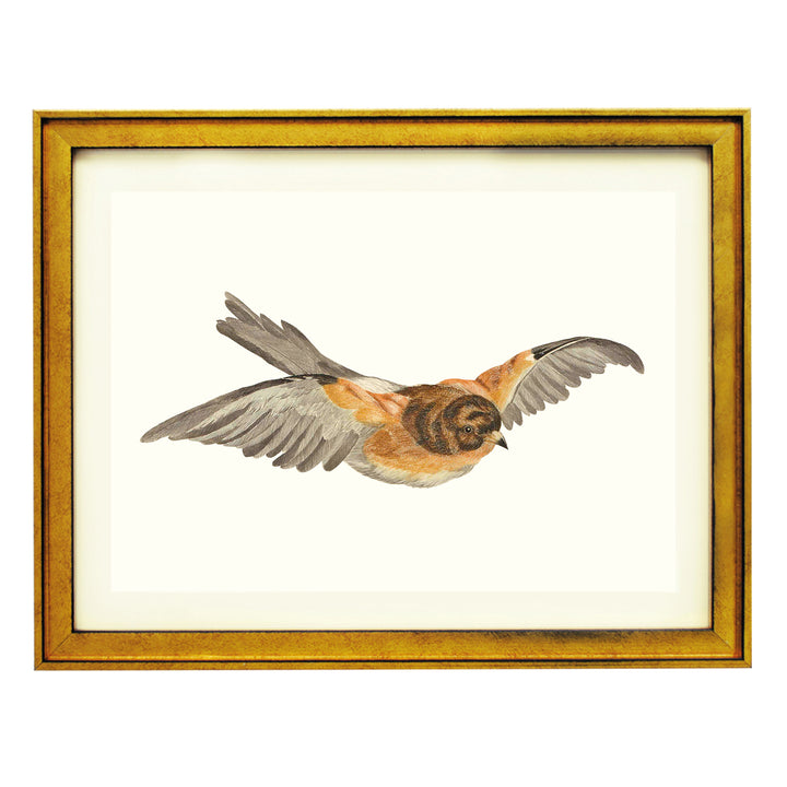 Flying Tit by Johan Teyler ART PRINT