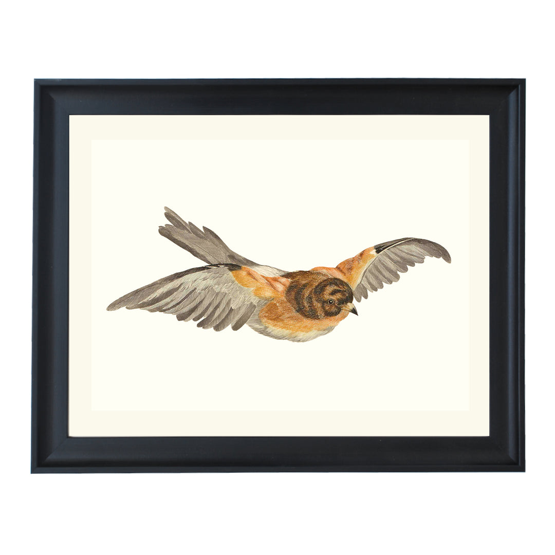 Flying Tit by Johan Teyler ART PRINT