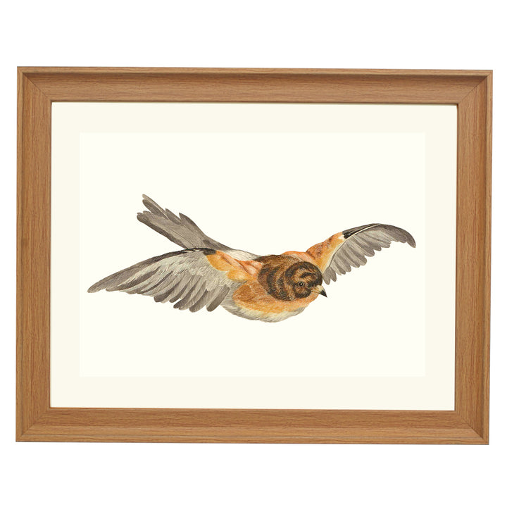 Flying Tit by Johan Teyler ART PRINT