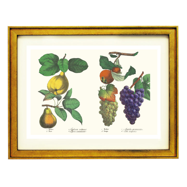 FRUITS ART PRINT