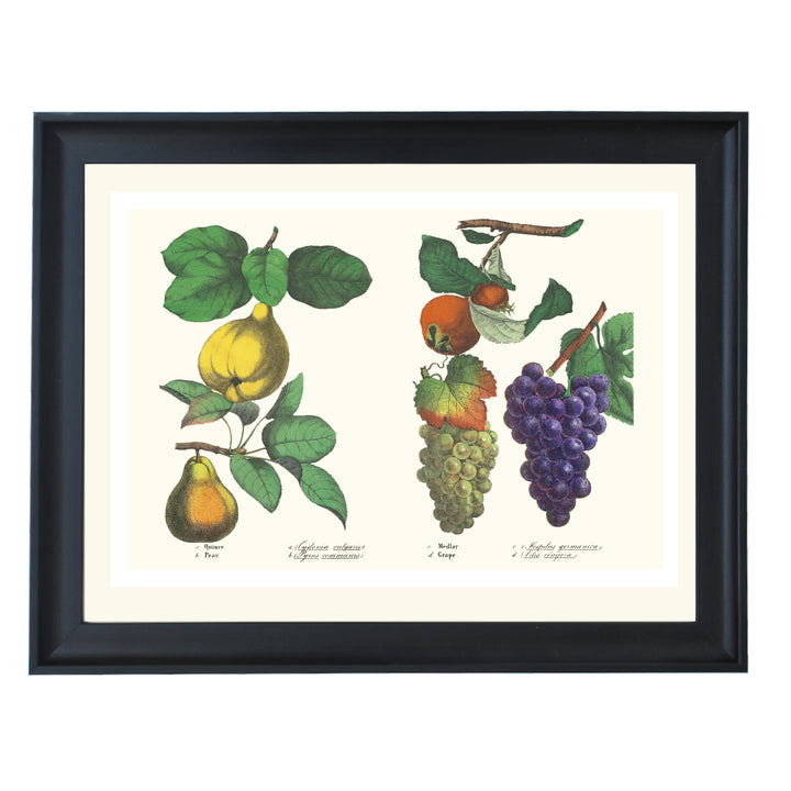 FRUITS ART PRINT