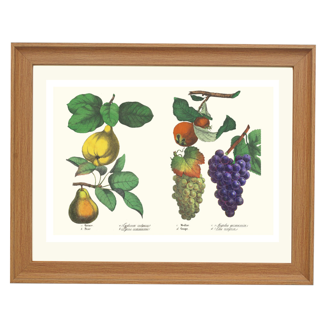 FRUITS ART PRINT