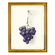 Rosy Blue Grapes ART PRINT
