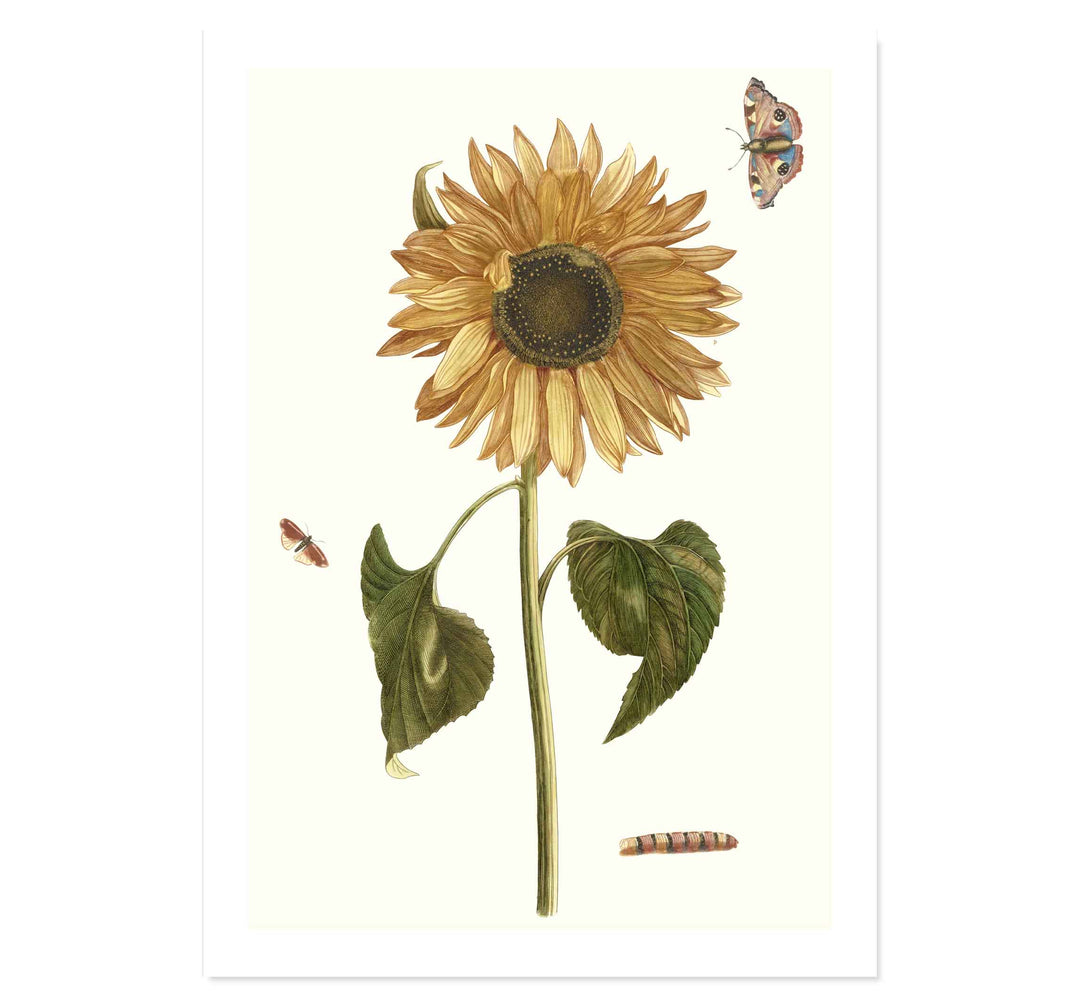 Sunflower, caterpillar and two butterflies by Johan Teyler ART PRINT