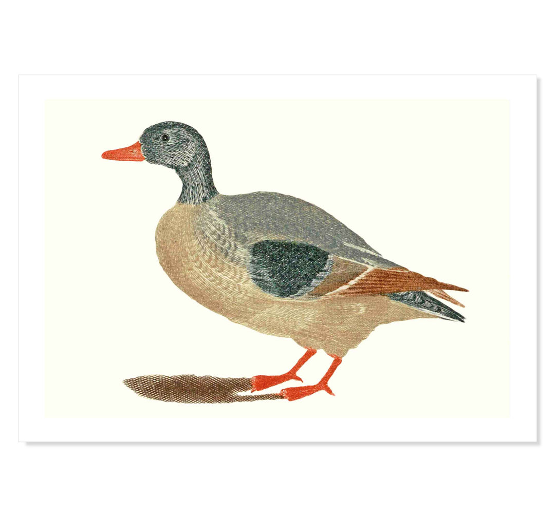 Duck by Johan teyler ART PRINT