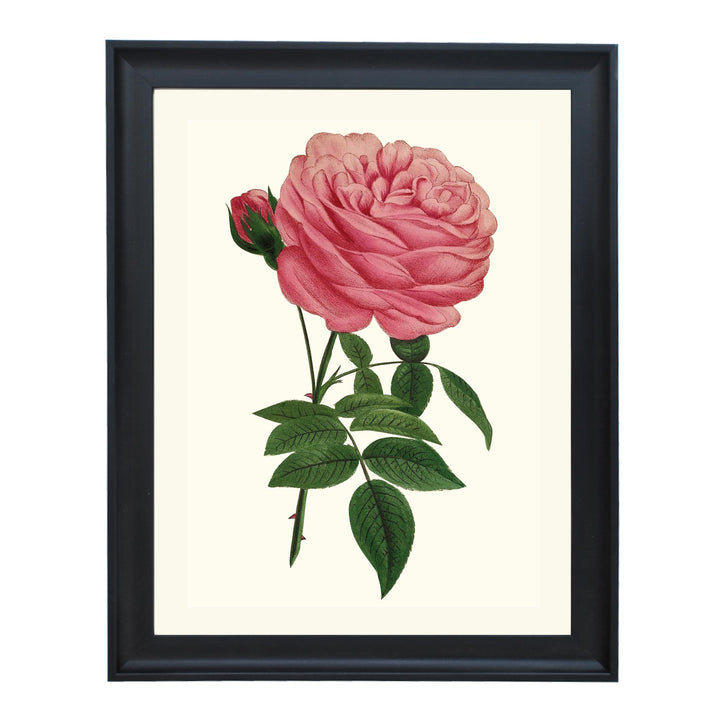 LA REINE ART PRINT