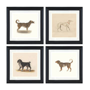 Dogs by Anselmus de Boodt collection