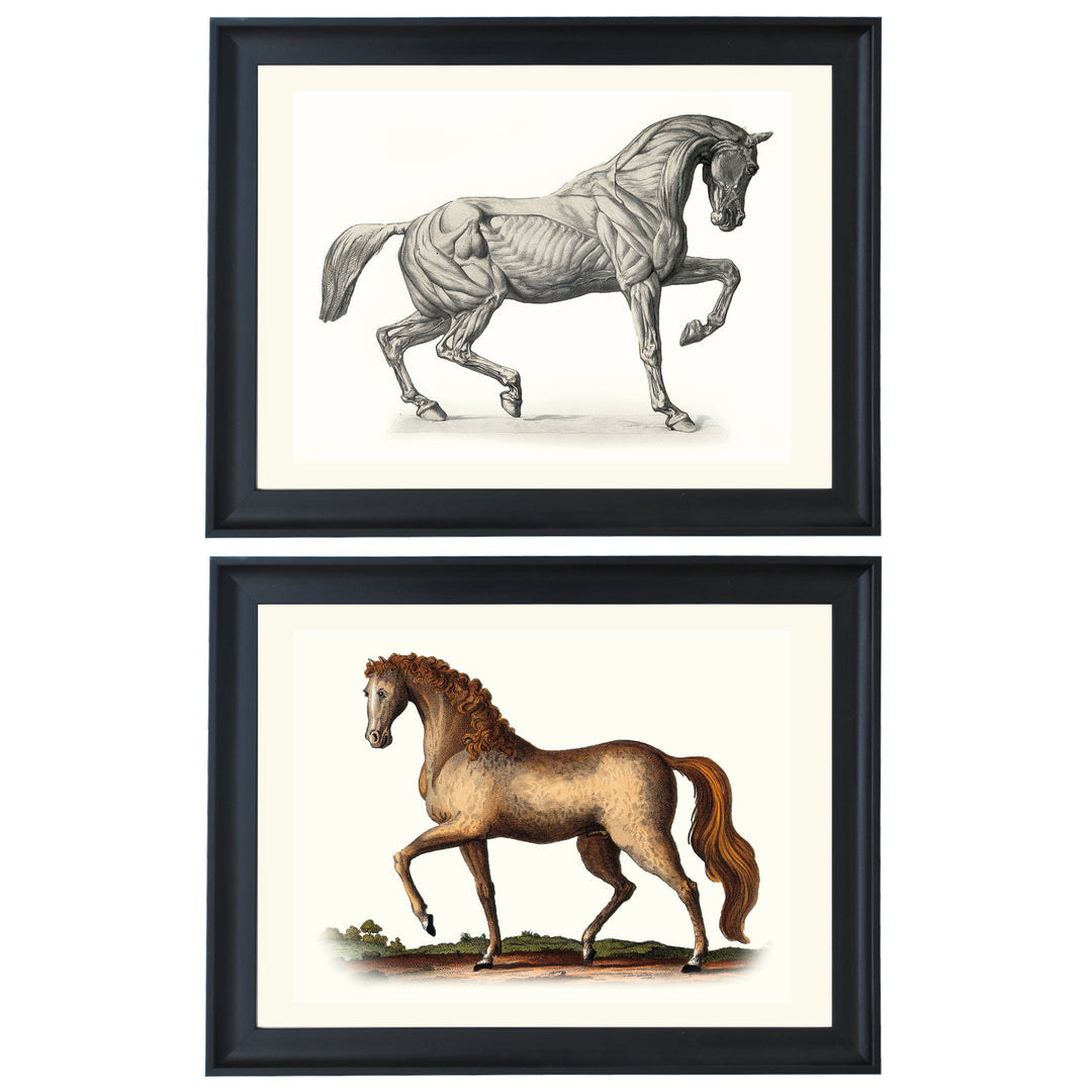 The Horse collection