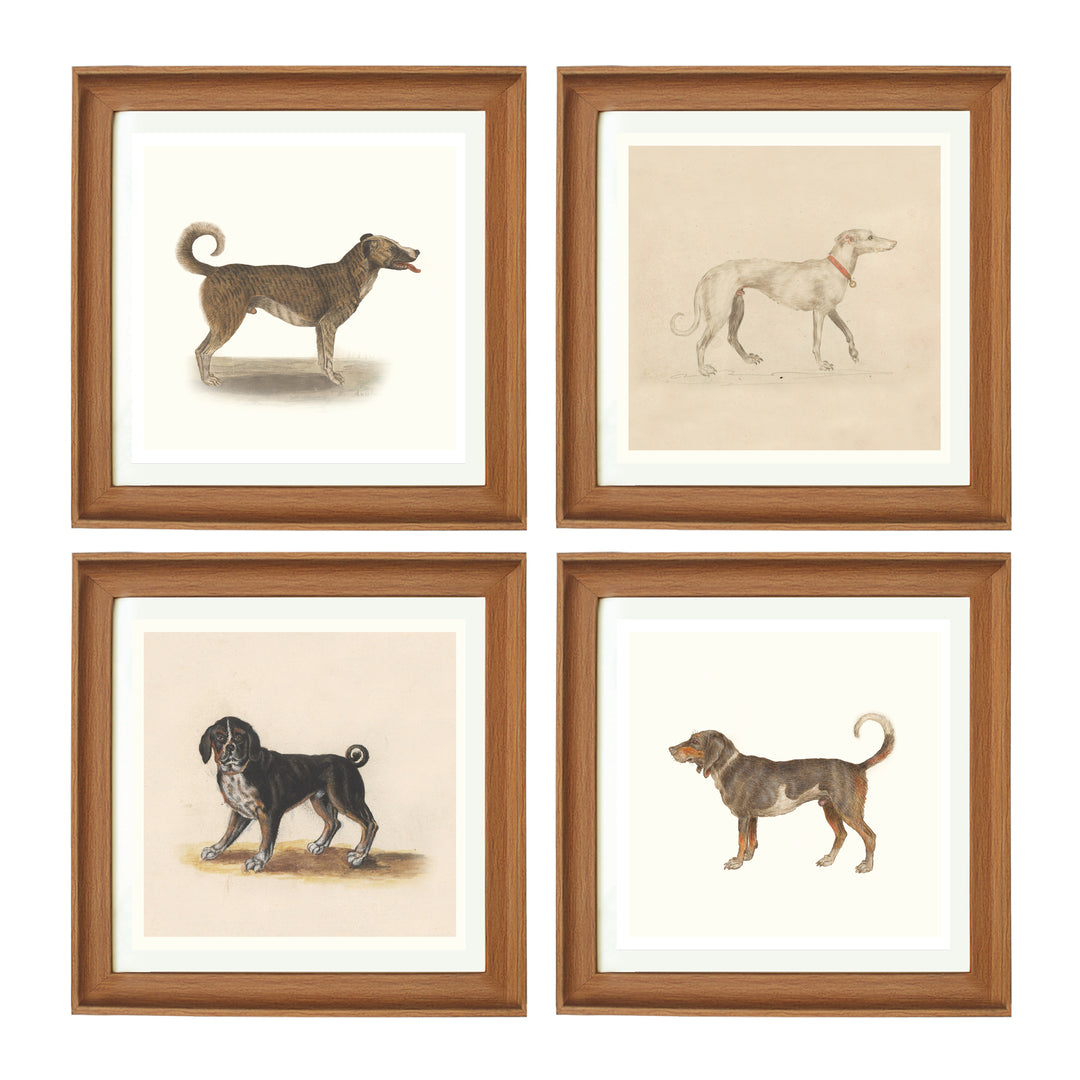 Dogs by Anselmus de Boodt collection