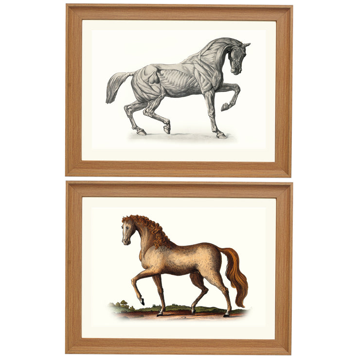 The Horse collection