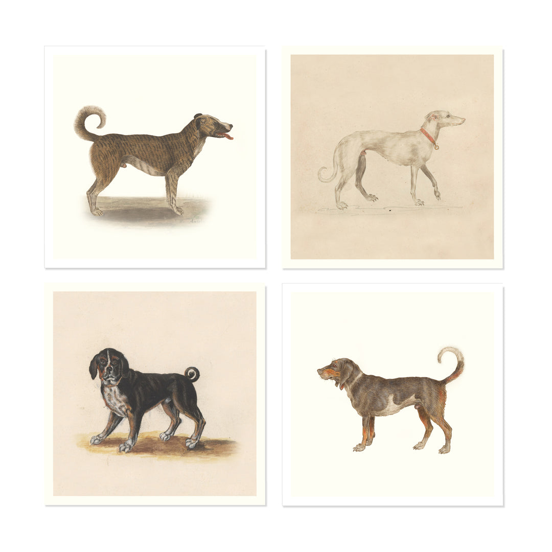 Dogs by Anselmus de Boodt collection