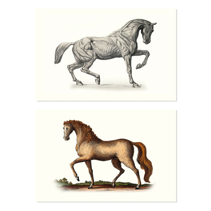 The Horse collection
