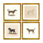 Dogs by Anselmus de Boodt collection