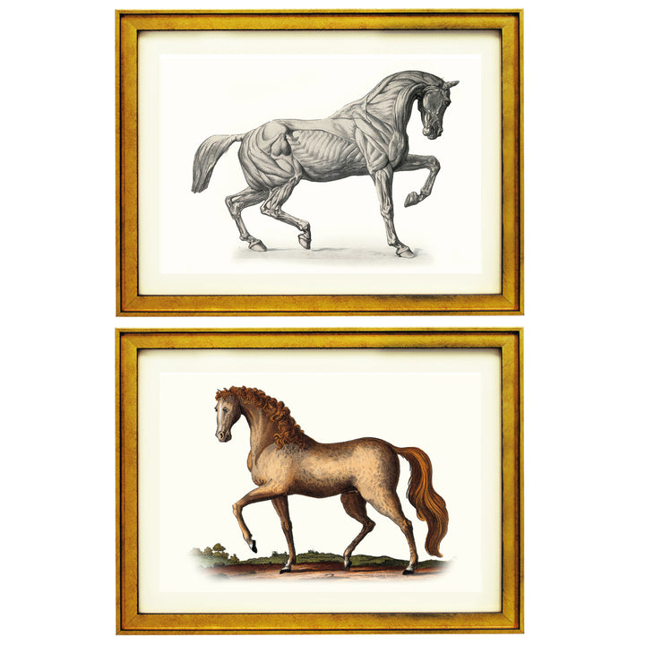 The Horse collection