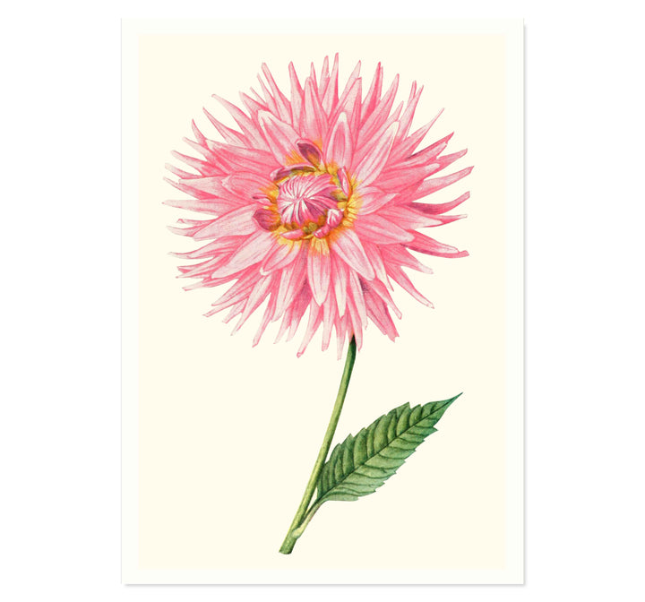 Dahlia "Miss Nannie B. Moor" art print