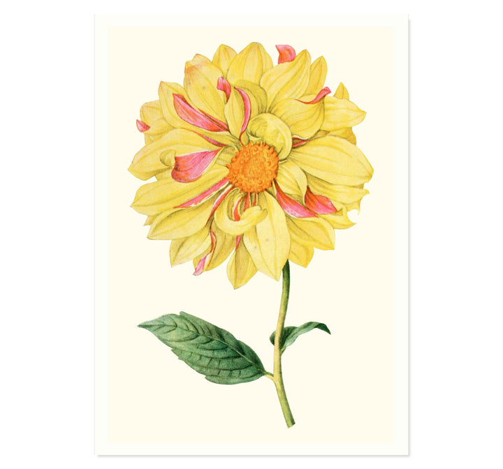 Dahlia "Marguerite Clark" art print