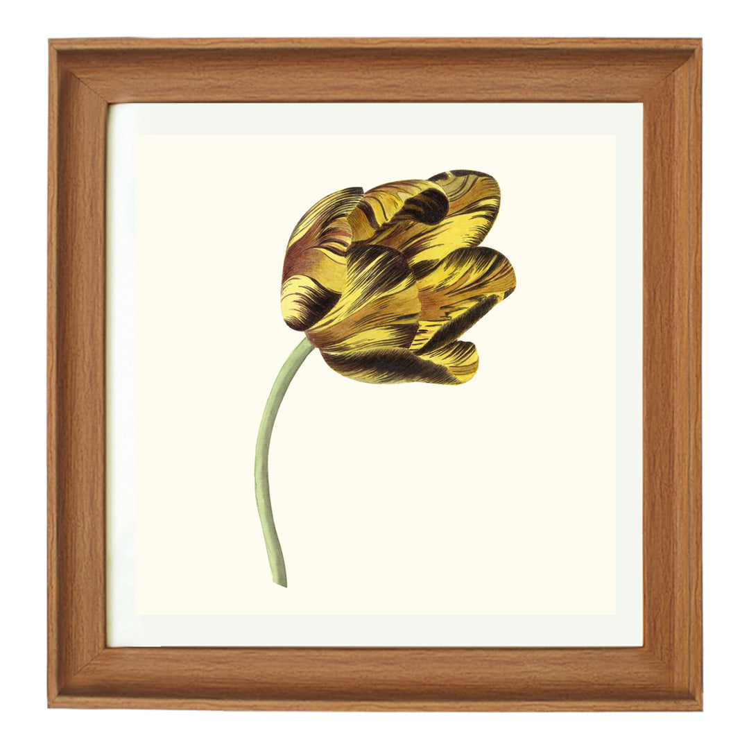 Tulip Bizard Phoenix By Cornelis Can Noorde ART PRINT