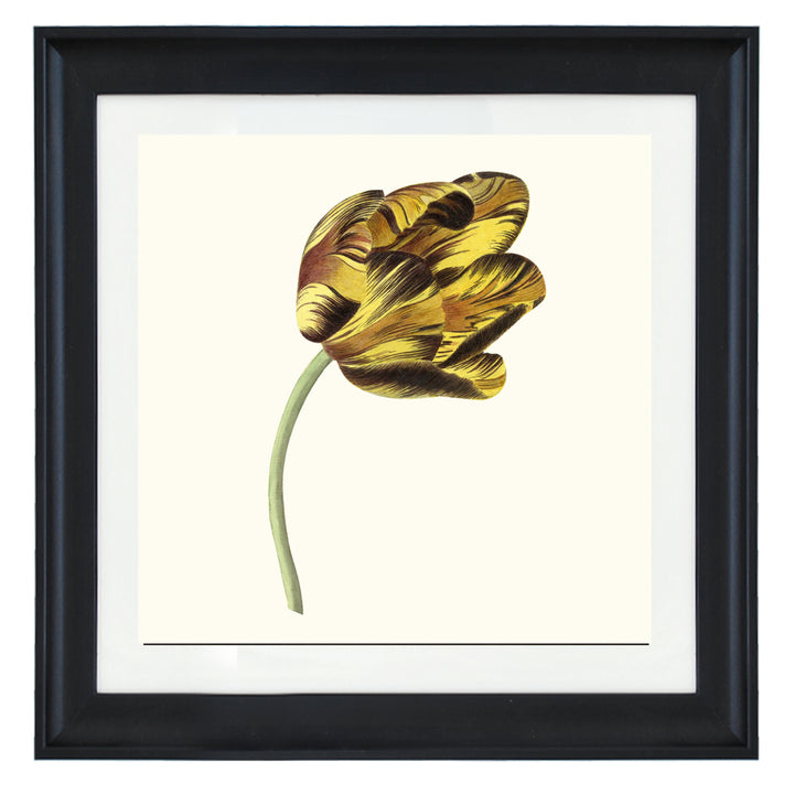 Tulip Bizard Phoenix By Cornelis Can Noorde ART PRINT