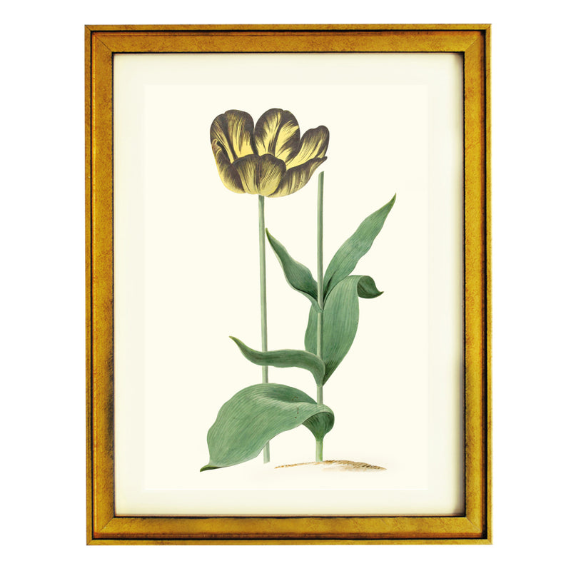 Tulip Bizard Louis d'Effroy by  Cornelis Van Noorde ART PRINT